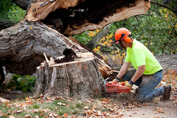 Best Tree Cutting Near Me  in Elmwood Park, IL